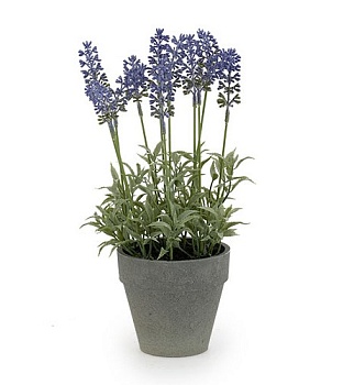 лаванда в кашпо 30 см